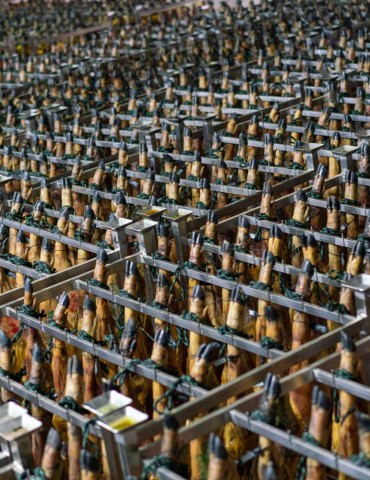 JAMÓN DE CEBO DE CAMPO IBÉRICO 50% R.I. DESHUESADO