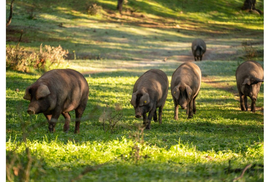 5 curiosidades del cerdo ibérico