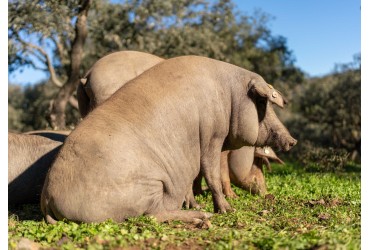 La Montanera: El encanto de la alimentación del cerdo ibérico