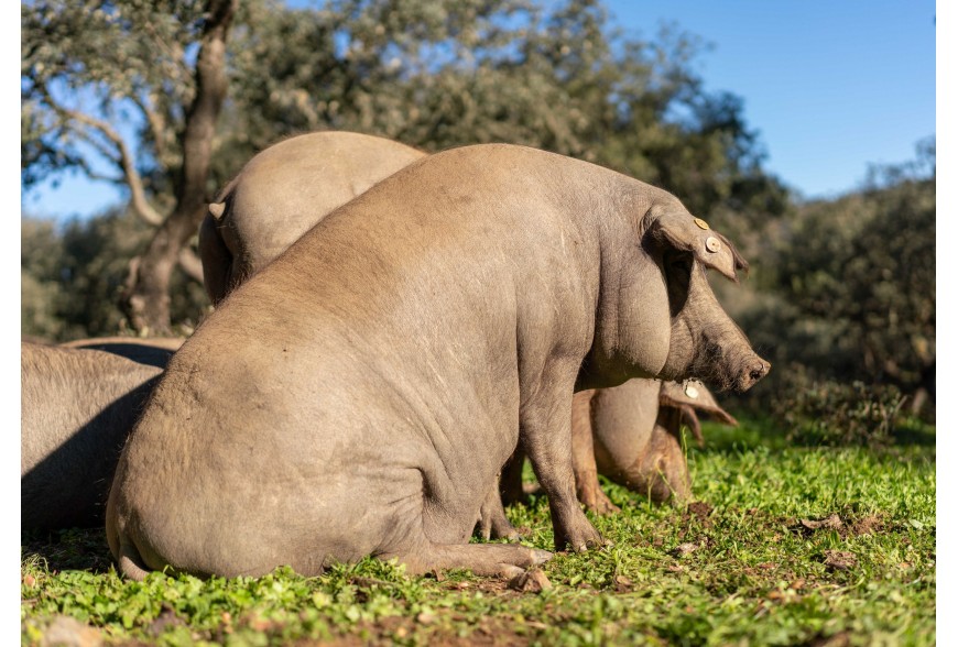 La Montanera: El encanto de la alimentación del cerdo ibérico