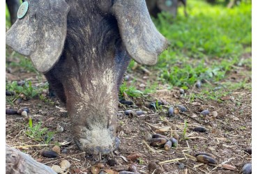 Delicada Montanera: El Arte de Alimentar al Cerdo Ibérico