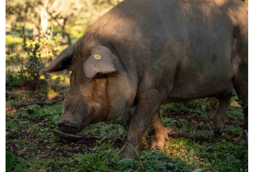 ¿Qué son las bellotas y por qué son tan importantes para la montanera del cerdo ibérico?