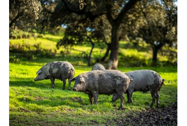 Montanera en la Sierra Norte de Sevilla: calidad y bellota en su mejor momento